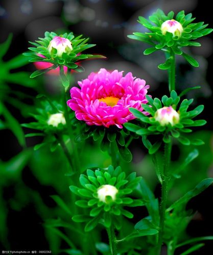 位图植物摄影写实花卉花朵数码照片免费素材图片-图行天下图库